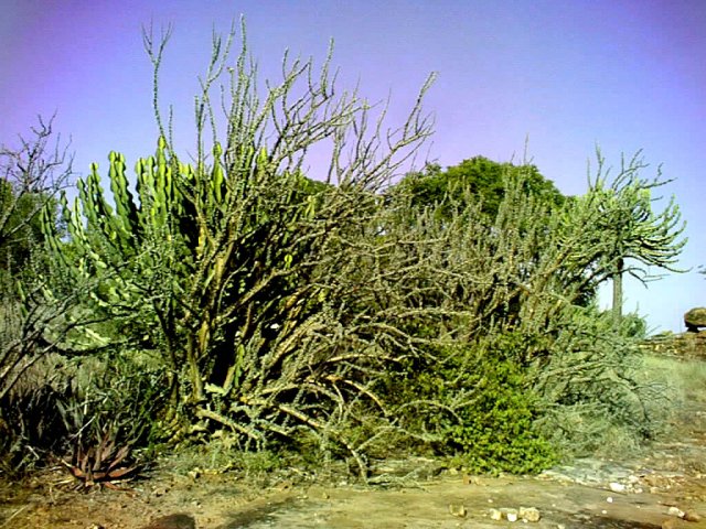 Sesamothamnus lugardii