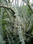 Sesamothamnus lugardii