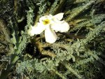 Sesamothamnus lugardii