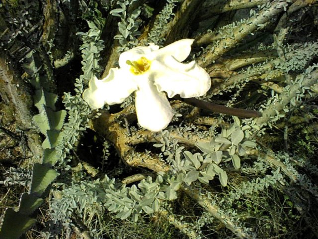 Sesamothamnus lugardii