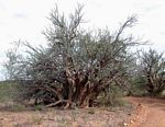 Sesamothamnus lugardii
