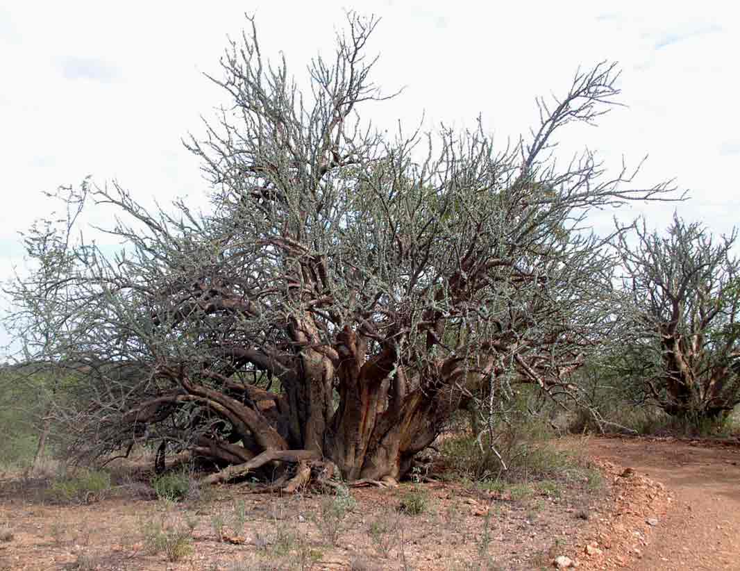 Sesamothamnus lugardii