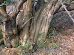 Sesamothamnus lugardii