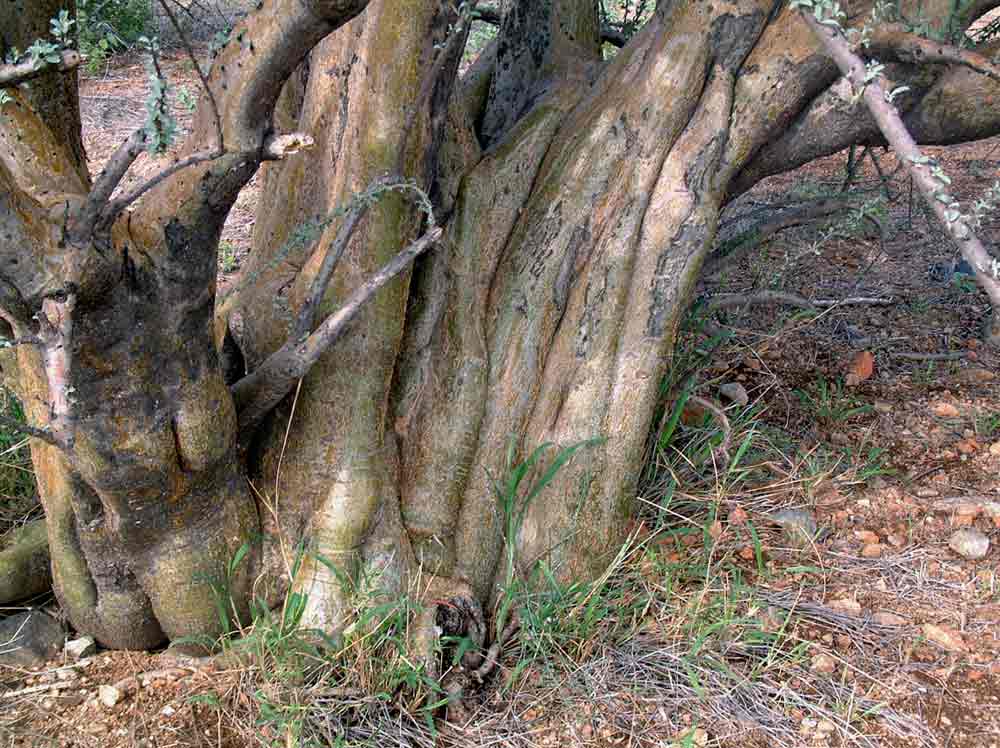 Sesamothamnus lugardii