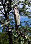 Sesamothamnus lugardii