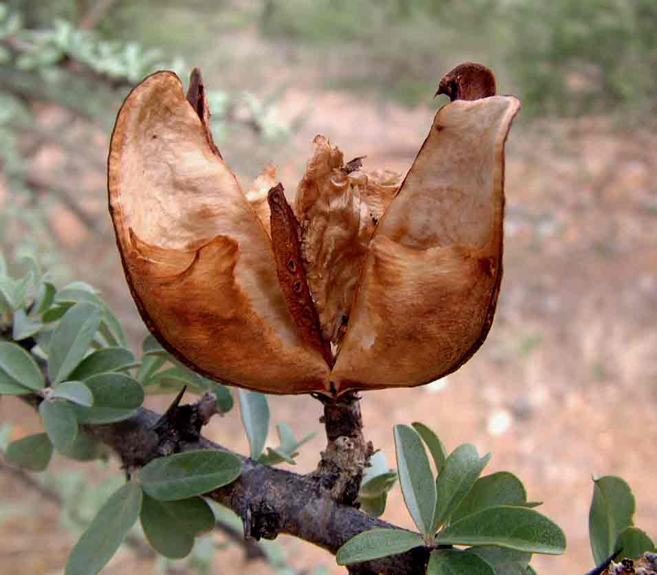 Sesamothamnus lugardii