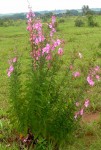 Sesamum angolense