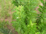 Sesamum angolense