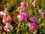 Sesamum angolense
