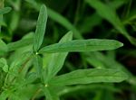 Sesamum triphyllum