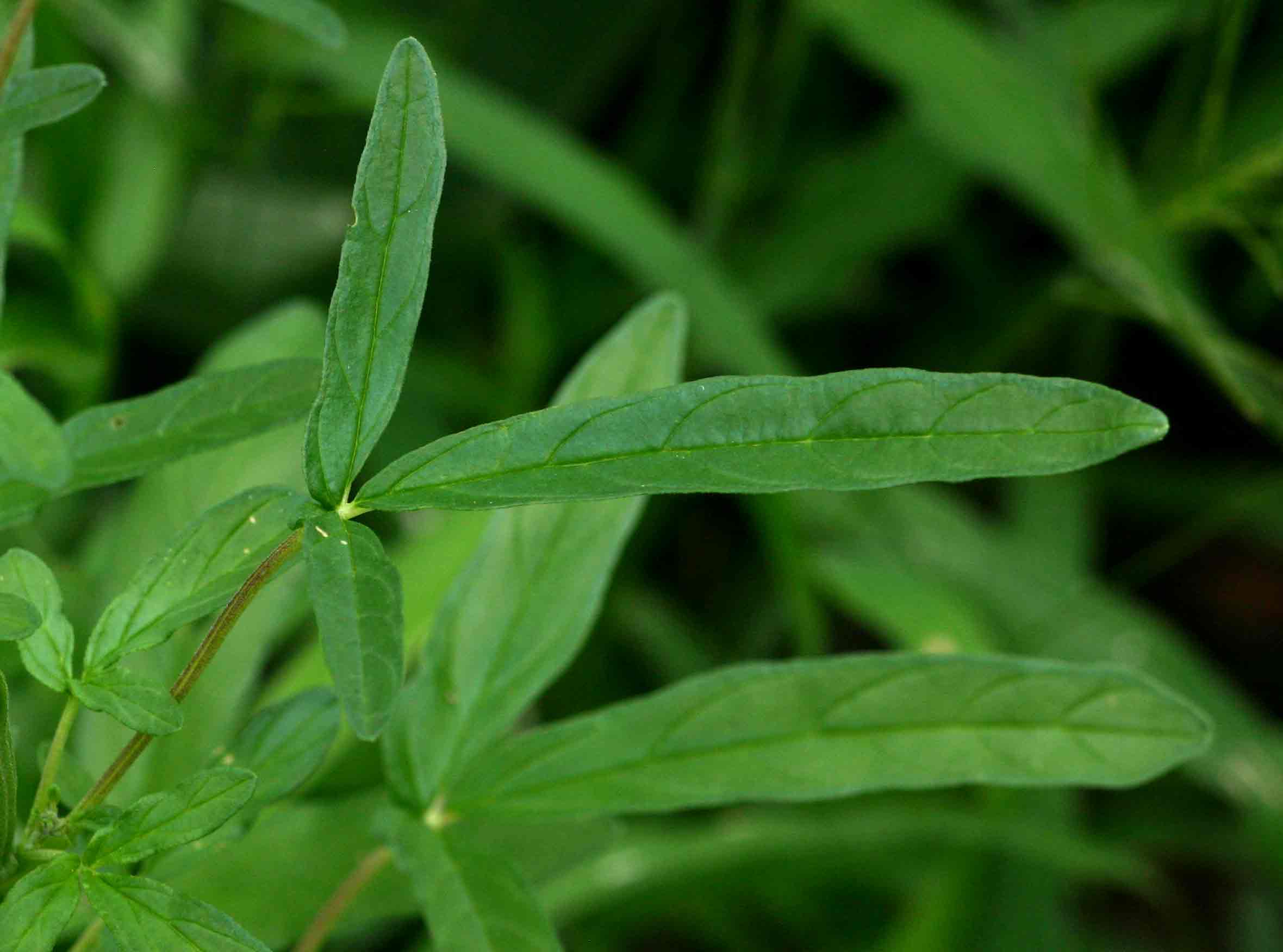 Sesamum triphyllum