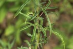 Sesamum triphyllum