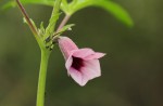 Sesamum triphyllum
