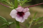 Sesamum triphyllum