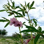 Sesamum triphyllum