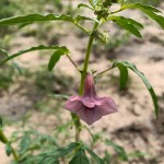 Sesamum triphyllum