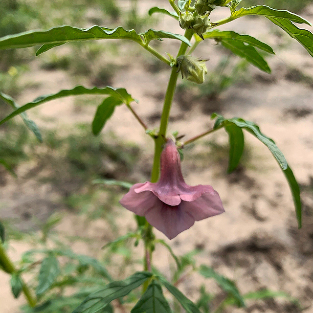 Sesamum triphyllum