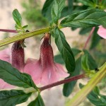 Sesamum triphyllum