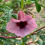 Sesamum triphyllum