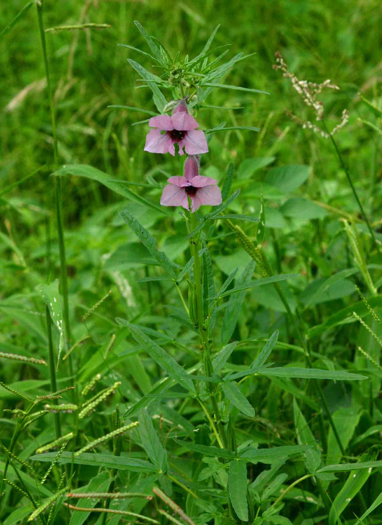 Sesamum triphyllum