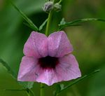 Sesamum triphyllum