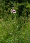 Sesamum triphyllum