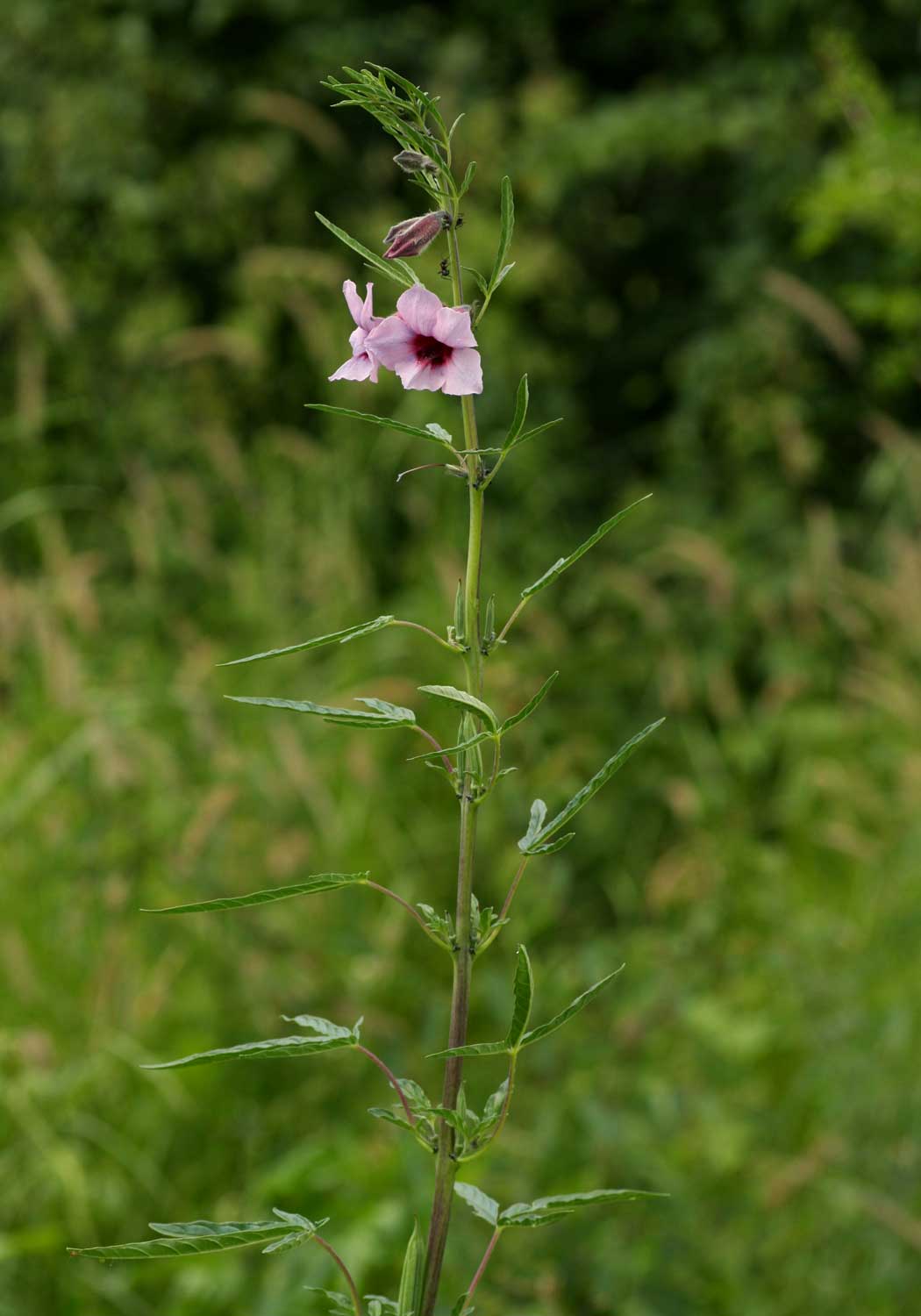 Sesamum triphyllum
