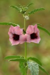 Sesamum triphyllum