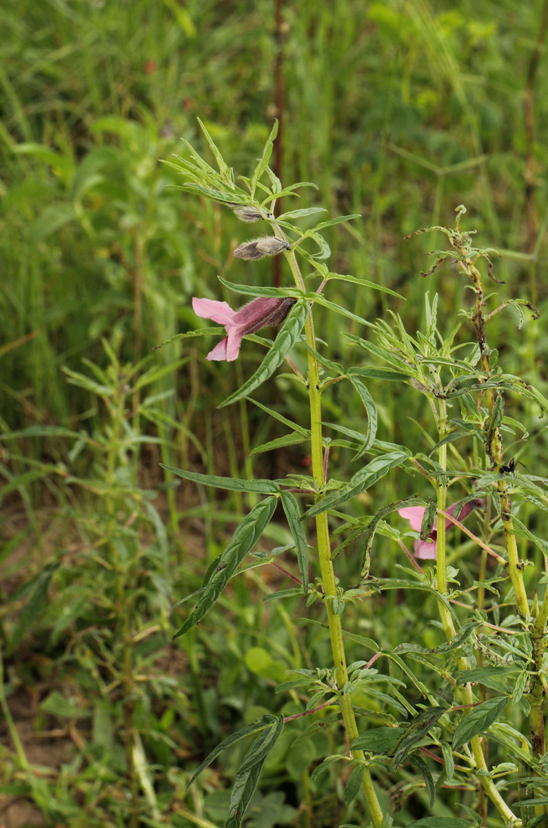 Sesamum triphyllum