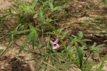 Sesamum triphyllum