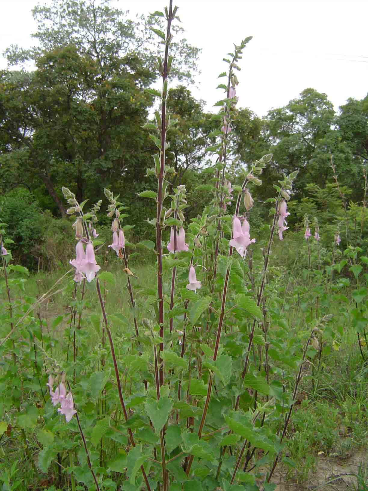 Ceratotheca triloba