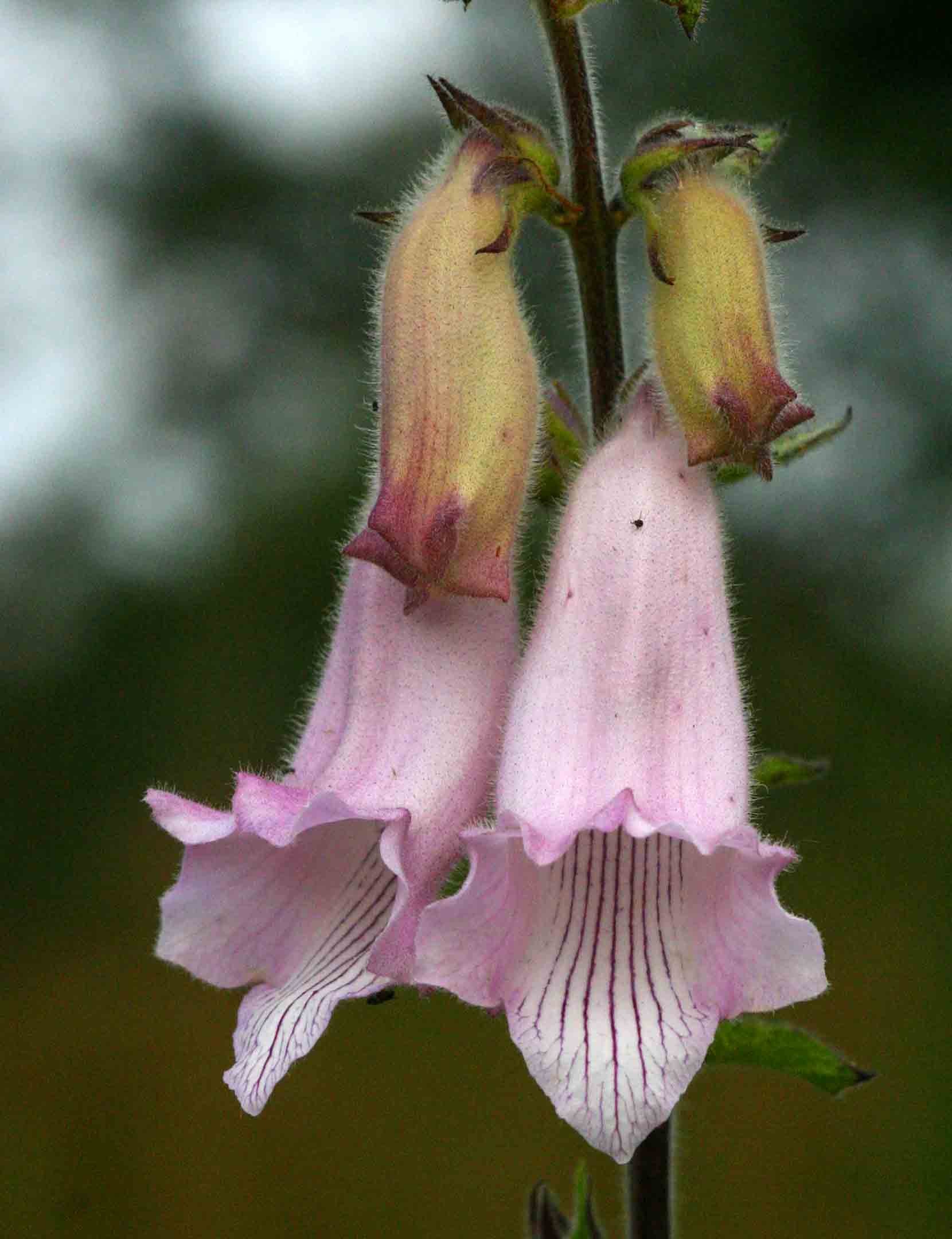 Ceratotheca triloba