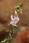 Ceratotheca triloba