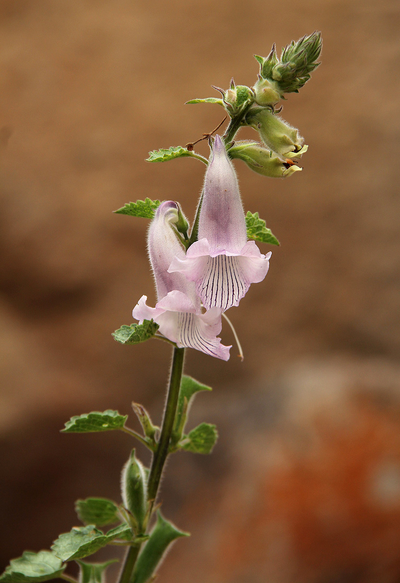 Ceratotheca triloba