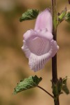 Ceratotheca triloba