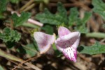 Dicerocaryum senecioides