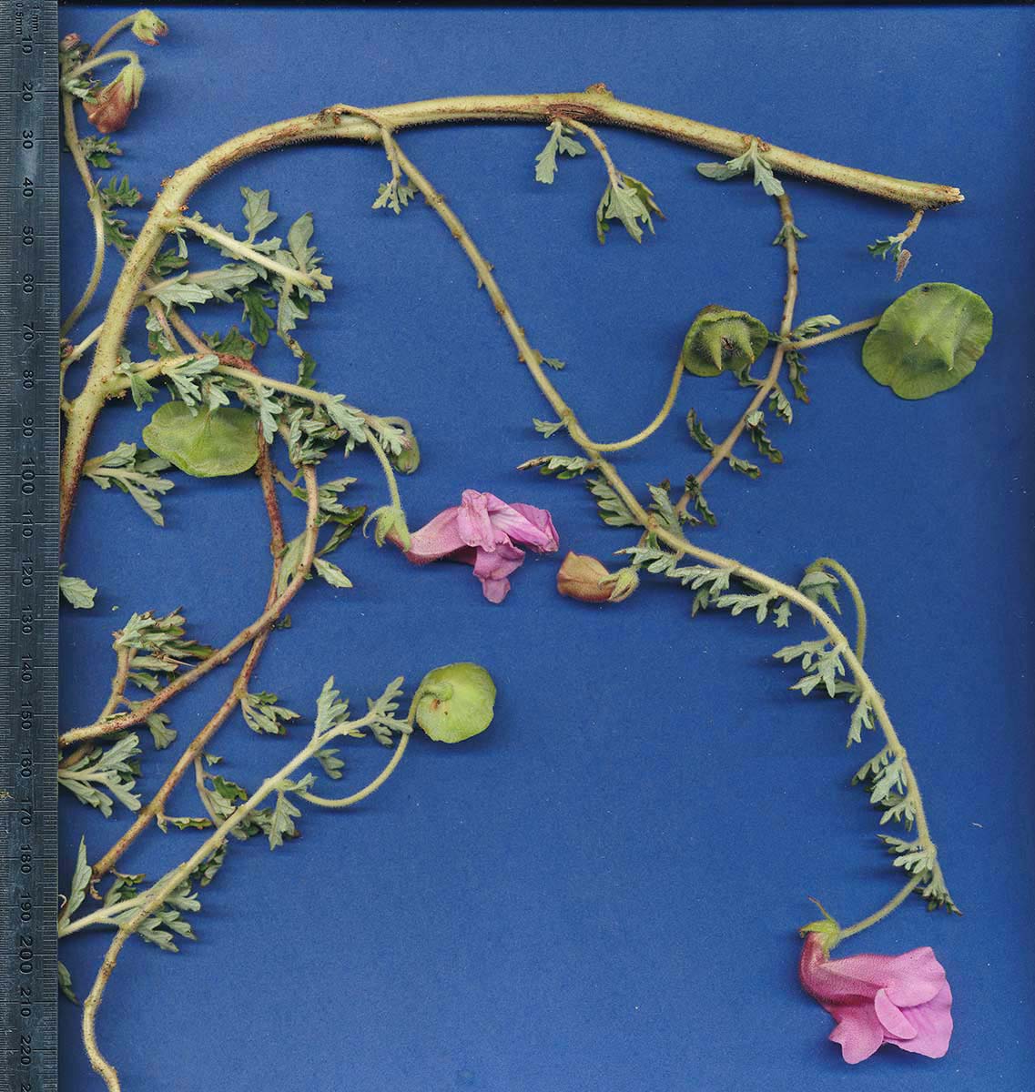 Dicerocaryum senecioides