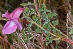 Dicerocaryum senecioides