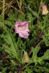 Dicerocaryum senecioides