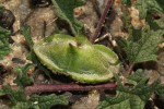 Dicerocaryum senecioides