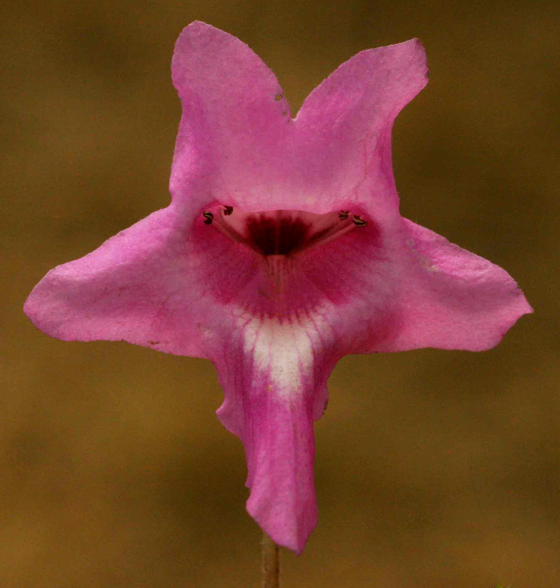 Dicerocaryum senecioides