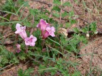 Dicerocaryum senecioides