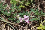 Dicerocaryum senecioides