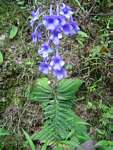 Streptocarpus eylesii subsp. eylesii
