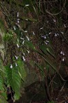 Streptocarpus grandis subsp. septentrionalis