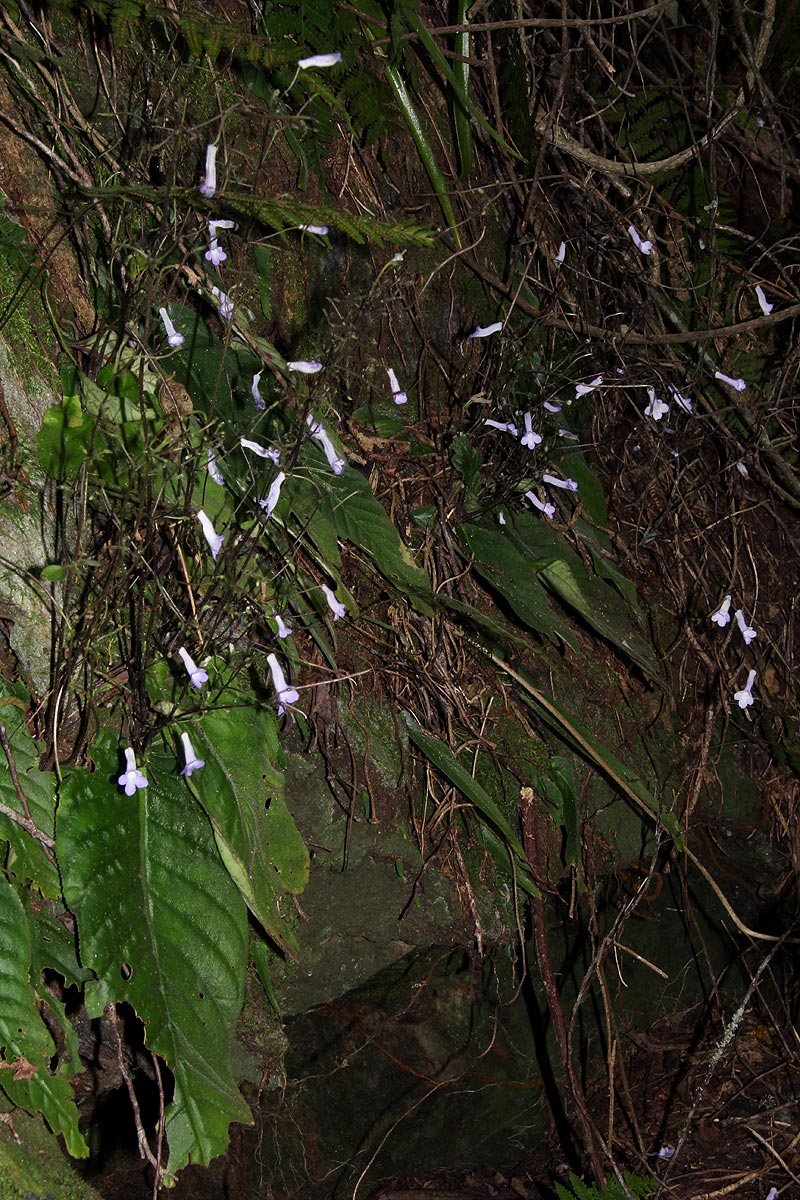 Streptocarpus grandis subsp. septentrionalis