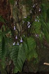 Streptocarpus grandis subsp. septentrionalis