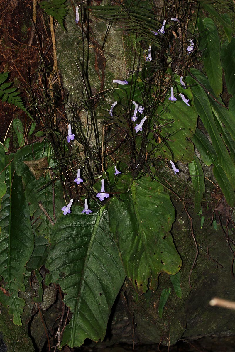 Streptocarpus grandis subsp. septentrionalis