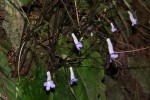 Streptocarpus grandis subsp. septentrionalis