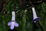 Streptocarpus grandis subsp. septentrionalis